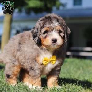 Finley, Mini Bernedoodle Puppy